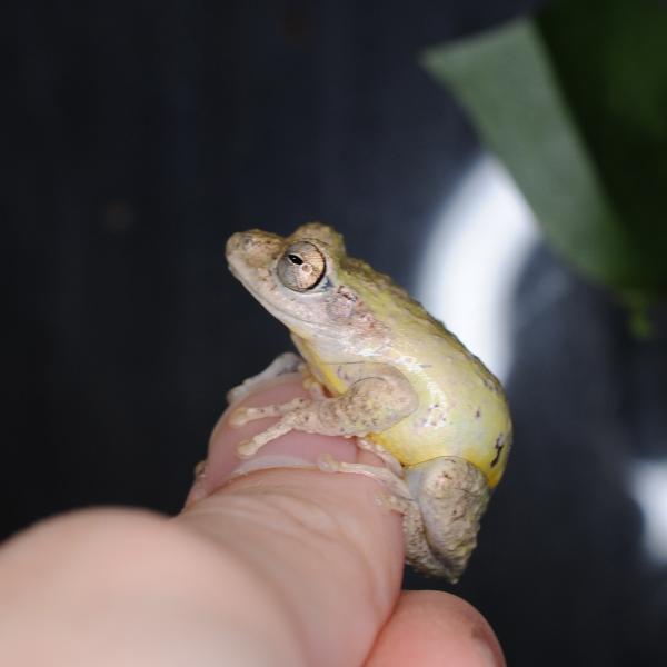 ■種類：アイフィンガーガエル■原産国：国内（石垣島）■発送個体：WC（野生下で育った個体です）■体長：約3〜4cm（成体時）■寿命：約3〜5年※画像はお送りする個体の一部です。発送時点で元気な個体を厳選してお送りいたします《飼育方法》■飼育...