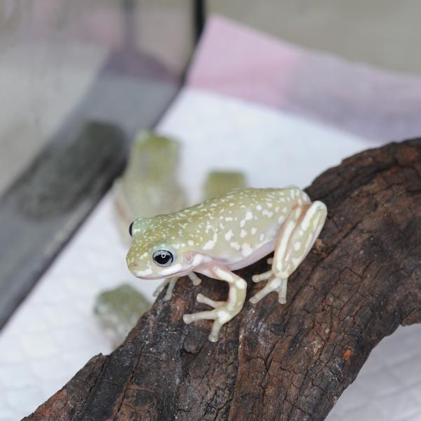 ■種類：イエアメガエル（ブルーアイスーパースノーフレーク）■体長：10cm（成体時）■寿命：15〜20年※画像の中の個体からお送りいたします。サイズは2〜3cm前後です。発送時点で元気な個体を厳選してお送りいたします。飼育方法■飼育環境：草...