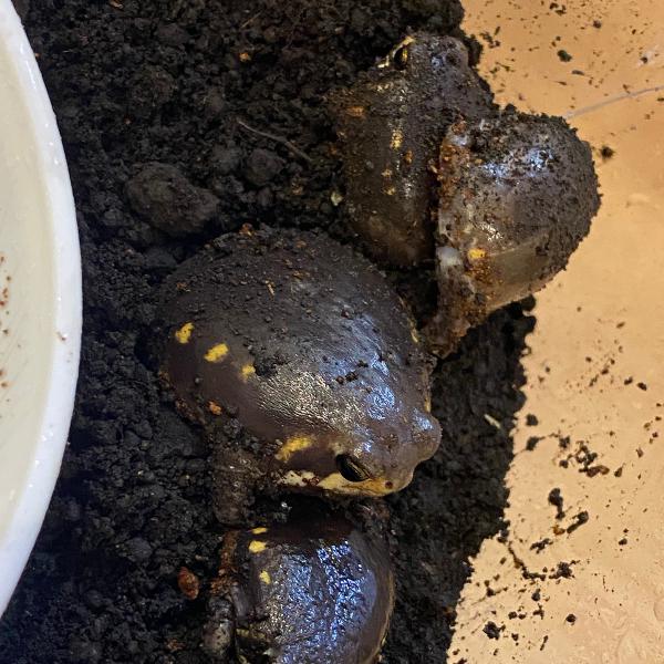 ■種類：パワーズフクラガエル■原産国：モザンビーク■発送個体：WC■体長：約5センチ（成体時）※お送りする個体は画像の中からとなります（約3〜5センチ）。発送時点で元気な個体を厳選してお送りいたします。《飼育方法》■地中に潜っていることが多...