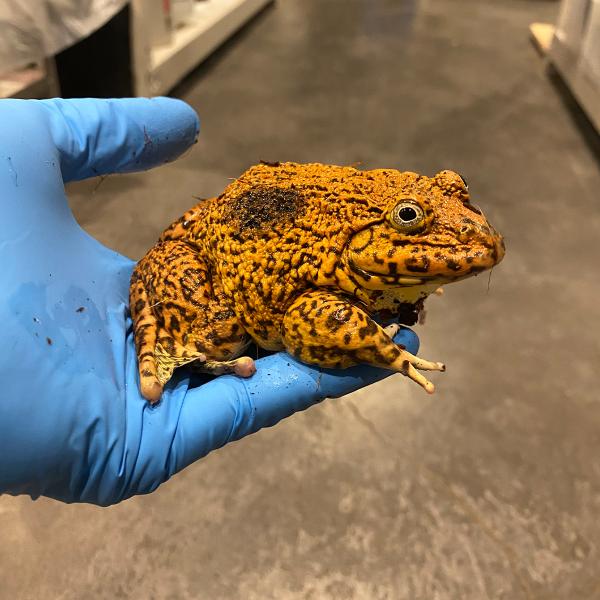 ■種類：ババトラフガエル(色変個体）■原産国：タイ■発送個体：CB（人工飼育下で繁殖した個体です）■体長：約10cm■寿命：約5〜10年※画像の中の個体からお送りいたします。発送時点で元気な個体を厳選してお送りいたします。《飼育方法》■飼育...