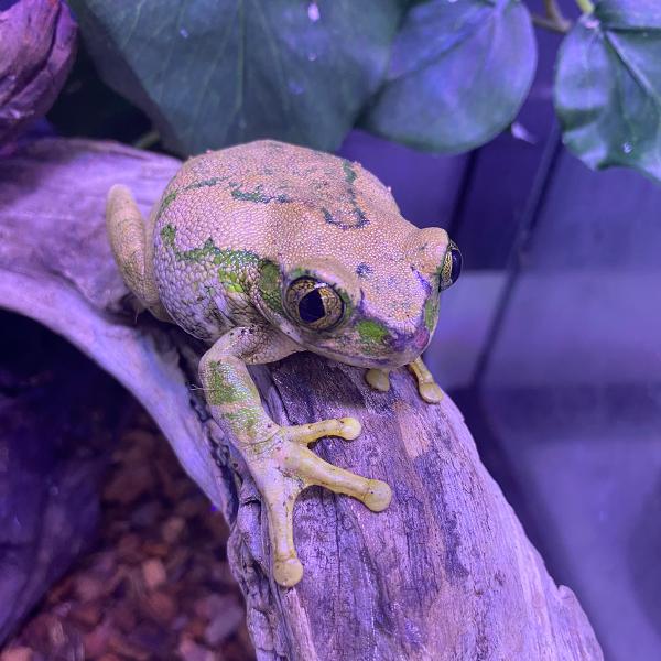 ■種類：ムシクイオオクサガエル■原産国：タンザニアWC■体長：約５−８cm（成体時　メスの方が大型になります）■寿命：約5年※お送りする個体は画像の中からとなります（３−７ｃｍ）。発送時点で元気な個体を厳選してお送りいたします■飼育環境：樹...