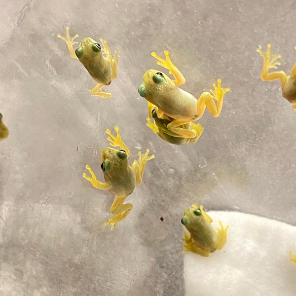 ■種類：モリアオガエル　ベビー■原産国：国内■発送個体：当店CB■体長：約5〜8cm（成体時）■寿命：約3〜5年※お送りする個体は画像の中からお送りいたします。発送時点で元気な個体を厳選していたします。《飼育方法》■飼育環境：樹上性のカエル...