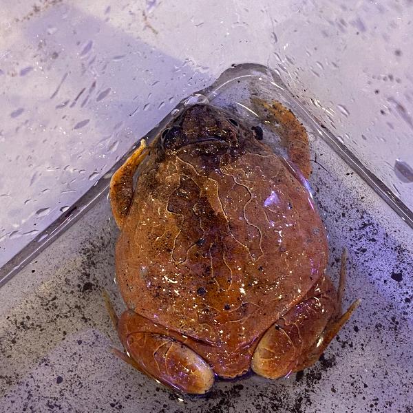 ■種類：ビルマコガタジムグリガエル■原産国：ベトナム■発送個体：WC■体長：約5ｃｍ（成体時）※画像の中の個体からお送りいたします。発送時点で元気な個体を厳選してお送りいたします。《飼育方法》■平地の森林や水辺に生息しています。土に潜るので...