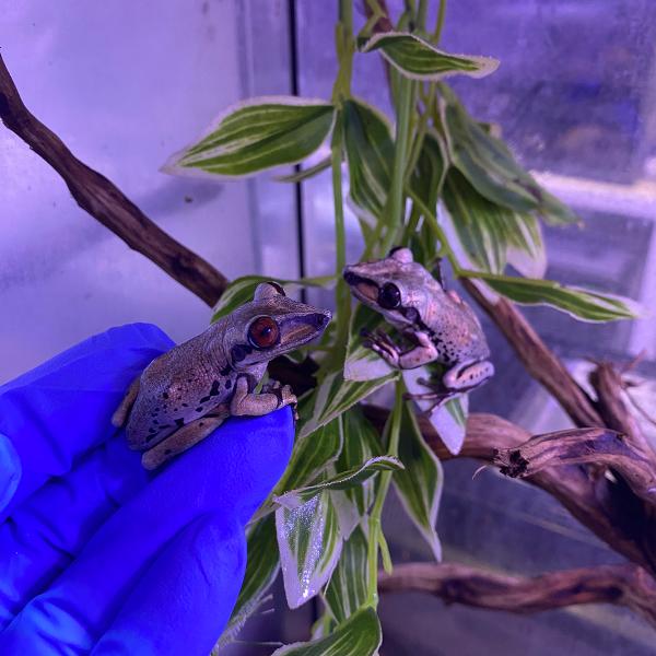 ■種類：ブルーノイシアタマガエル■原産国：ドイツ■発送個体：CB※お送りする個体は画像の中からとなります（約5センチ）。発送時点で元気な個体を厳選してお送りいたします飼育方法■飼育環境：樹上棲のため、高さのあるケージを用意します。床材に潜る...