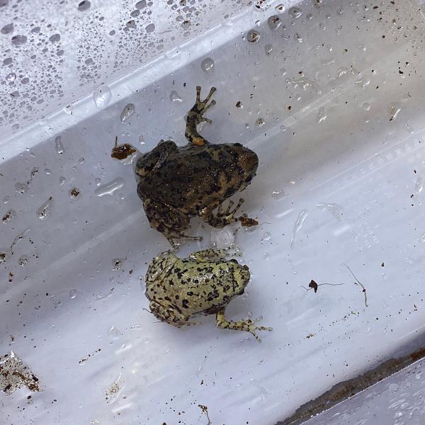 ■種類：ミナミジムグリガエル■原産国：ベトナムWC■体長：約4センチ（成体時6cm）※お送りする個体は画像の中からとなります。発送時点で元気な個体を厳選してお送りいたします《飼育方法》■地中に潜っていることが多いので、床材はヤシガラマットや...