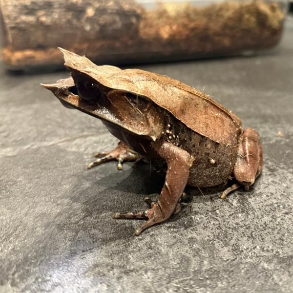 ■種類：ミツヅノコノハガエル（メス）■原産国：マレーシア■発送個体：WC■体長：約7〜14cm（成体時）■寿命：約5〜10年※画像の個体をお送りいたします《飼育方法》■落ち葉の積もる林床に潜むのが特徴。湿度が保持でき、蒸れすぎない容器でOK...