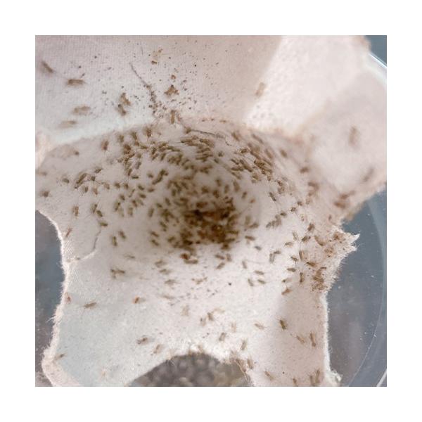 〜みんなの食欲を支えるCP開催中〜キーワード：生き餌　コオロギ　生まれて数日の幼体です。佐川急便にて60~80サイズでお送りいたします。■ご注文の翌日以降の発送となります（朝9:00までのご注文で当日発送）。恐れ入りますが、日曜日と祝日は発...