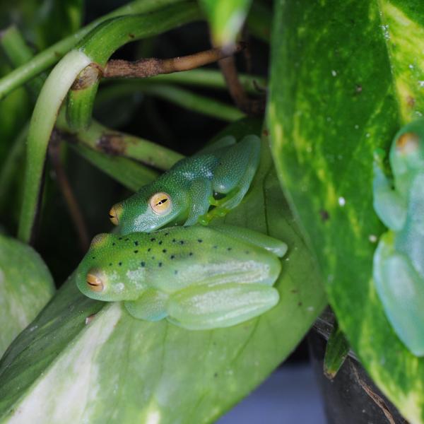 ■種類：グラニュローサアマガエルモドキ■原産国：ニカラグア■発送個体：WC（野生下で育った個体です）■体長：約3〜4cm■寿命：約5年※お送りする個体は画像のものとは異なります。発送時点で元気な個体を厳選してお送りいたします《飼育方法》■木...