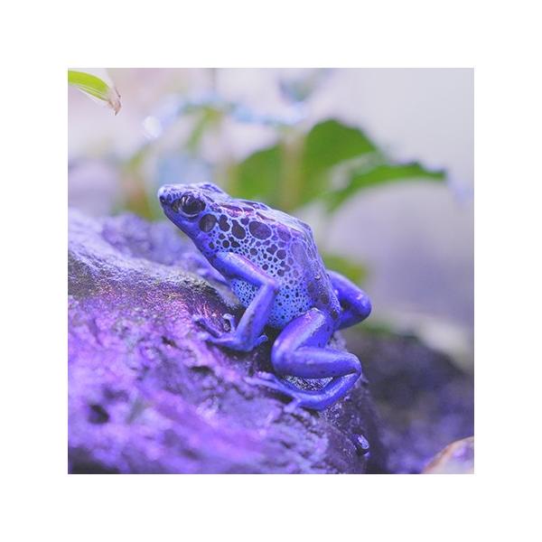 生体）コバルトヤドクガエル : エス・ティー・ワールドいきもの店