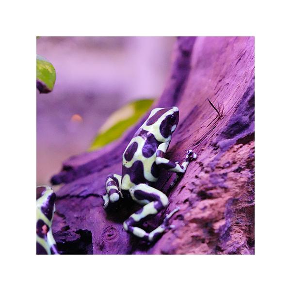 ■種類：マダラヤドクガエル■原産国：ニカラグア■発送個体：CB（人工飼育下で繁殖した個体です）■体長：25-60ｍｍ(メスの方が大型になります）■寿命：5〜10年※お送りする個体は画像のものとは異なります。発送時点で元気な個体を厳選してお送...