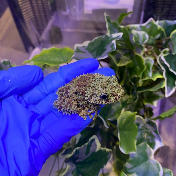 生体）ベトナムコケガエル : エス・ティー・ワールドいきもの店 - 通販