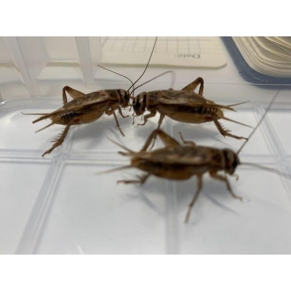 〜みんなの食欲を支えるCP開催中〜キーワード：生き餌　コオロギ　2.5cm前後の成虫。佐川急便にて60~80サイズでお送りいたします。■ご注文の翌日以降の発送となります（朝9:00までのご注文で当日発送）。恐れ入りますが、日曜日と祝日は発送...
