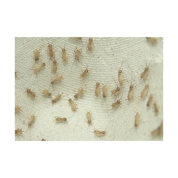 〜みんなの食欲を支えるCP開催中〜キーワード：生き餌　コオロギ　2〜4mm前後の幼体。生まれて数日の幼体です。佐川急便にて60〜80サイズでお送りいたします。■ご注文の翌日以降の発送となります（朝9:00までのご注文で当日発送）。恐れ入りま...