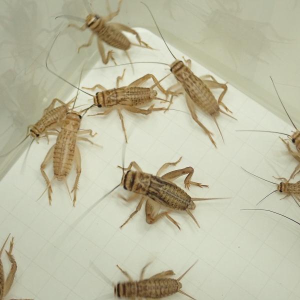 〜みんなの食欲を支えるCP開催中〜キーワード：生き餌　コオロギ　1.0cm前後の幼体。佐川急便にて60~80サイズでお送りいたします。■ご注文の翌日以降の発送となります（朝9:00までのご注文で当日発送）。恐れ入りますが、日曜日と祝日は発送...