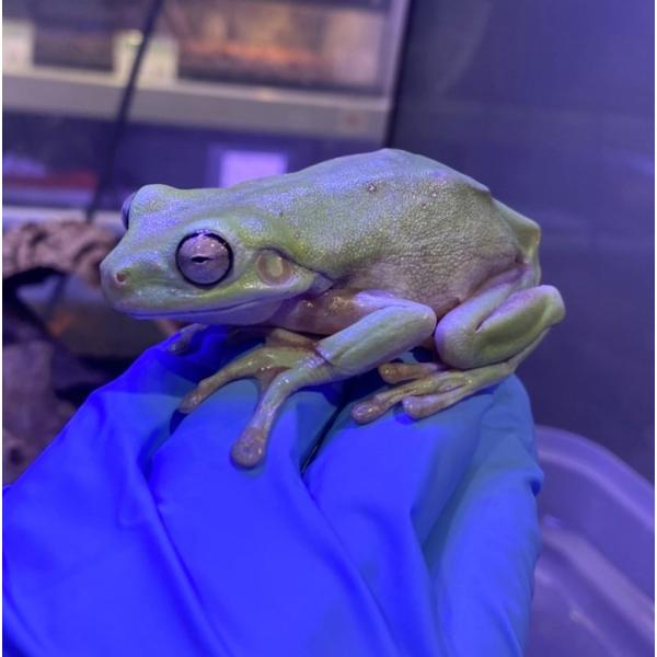 ■種類：イエアメガエル（ノーマル）WC■発送個体：WC■体長：10cm（成体時）■寿命：15〜20年※お送りする個体は画像のものとは異なります。発送時点で元気な個体を厳選してお送りいたします。飼育方法■飼育環境：草原や森林に生息し、樹上でも...