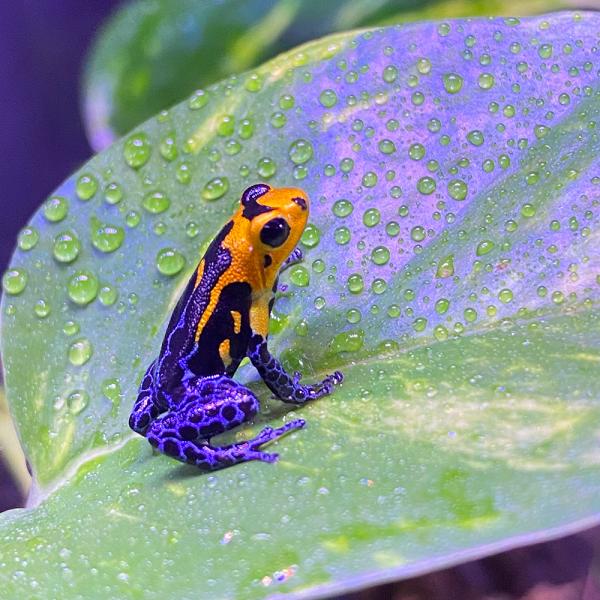 ■種類：イミテーターヤドクガエル　バラデロ■原産国：国内■発送個体：CB（人工飼育下で繁殖した個体です）■体長：2cm（成体時）■寿命：5〜10年※お送りする個体は画像のものとは異なります。発送時点で元気な個体を厳選してお送りいたします。飼...