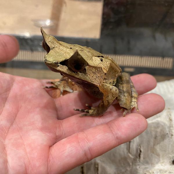 ■種類：ミツヅノコノハガエル■原産国：マレーシア■発送個体：WC■体長：約7〜14cm（成体時）■寿命：約5〜10年※お送りする個体は画像の中からとなります。発送時点で元気な個体を厳選してお送りいたします。《飼育方法》■落ち葉の積もる林床に...