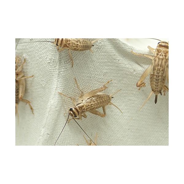 キーワード：生き餌　コオロギ　1.5cm前後の幼体。佐川急便にて60~80サイズでお送りいたします。■ご注文の翌日以降の発送となります（朝9:00までのご注文で当日発送）。恐れ入りますが、日曜日と祝日は発送を中止しております。■死着補償はご...