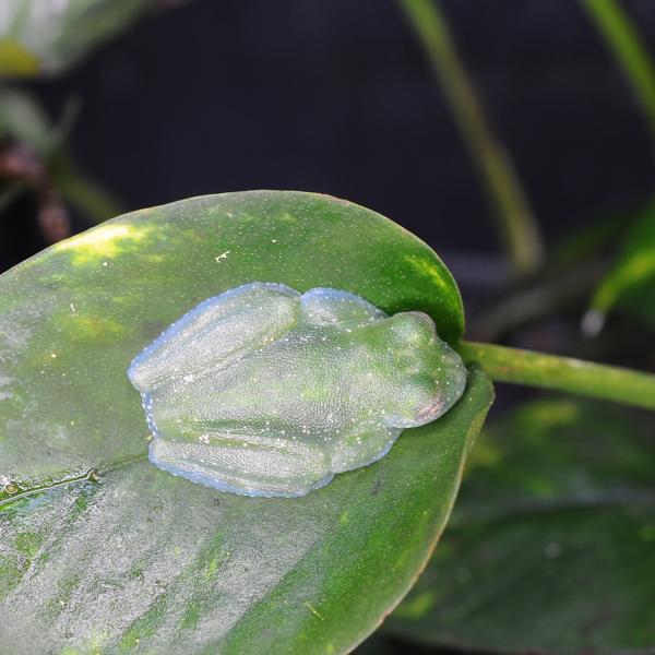 ■種類：パルベラータアマガエルモドキ■原産国：ニカラグア■発送個体：WC（野生下で育った個体です）■体長：約2〜3cm（成体時）■寿命：約5年※お送りする個体は画像のものとは異なります。発送時点で元気な個体を厳選してお送りいたします《飼育方...