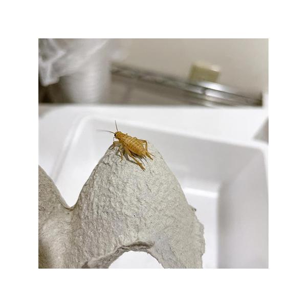 キーワード：生き餌　コオロギ　1.2〜1.4cm前後の幼体。Sでは小さい、Mでは大きいという生物に最適です。佐川急便にて60~80サイズでお送りいたします。■ご注文の翌日以降の発送となります（朝9:00までのご注文で当日発送）。恐れ入ります...