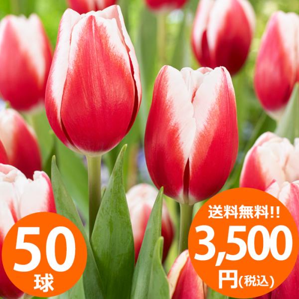 春の訪れを彩ります。50球の球根がセットになっており、鉢やプランターで楽しむほか、1平方メートルの花壇を簡単に作ることができます。これからの季節、花壇に植えるだけで、春には美しいチューリップが咲き誇り、庭全体が華やかになります。手軽に植えら...