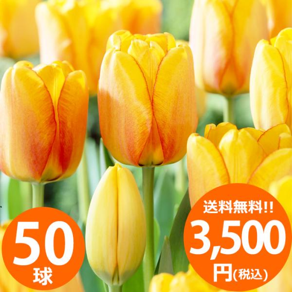 春の訪れを彩ります。50球の球根がセットになっており、鉢やプランターで楽しむほか、1平方メートルの花壇を簡単に作ることができます。これからの季節、花壇に植えるだけで、春には美しいチューリップが咲き誇り、庭全体が華やかになります。手軽に植えら...