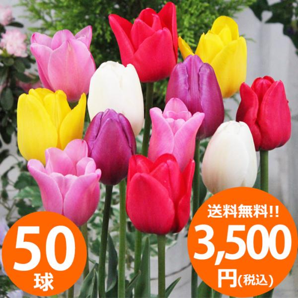 春が楽しみ！チューリップ球根おまかせ色50球入りです。送料無料でお届けします。