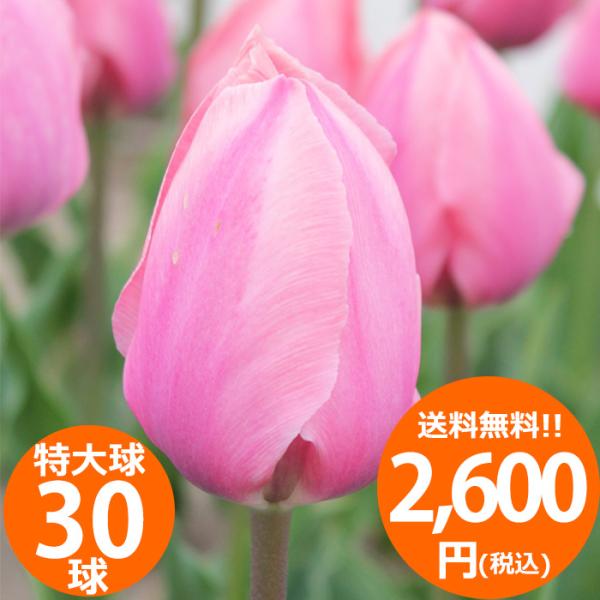 チューリップの球根 10球セット マリエッタ 桃色