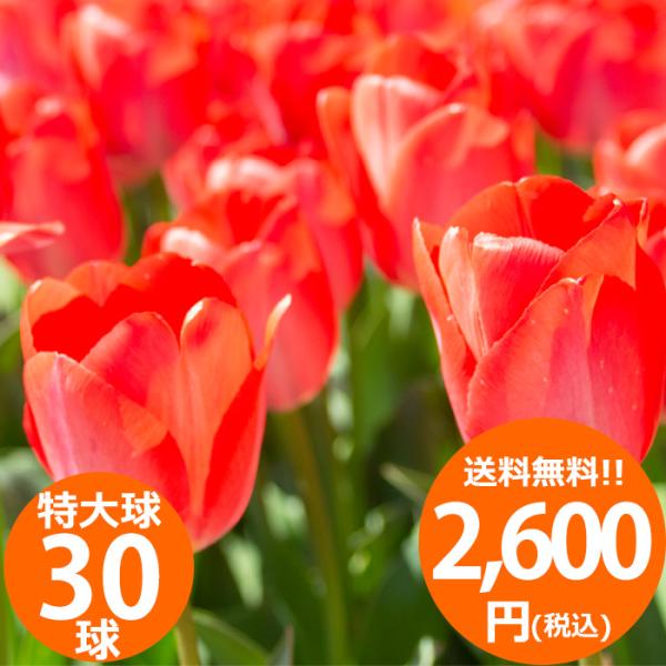 富山県産チューリップ特大球 100球入 オレンジ チューリップ特大球100球 オレンジ【ご注文締切：2025/11/30