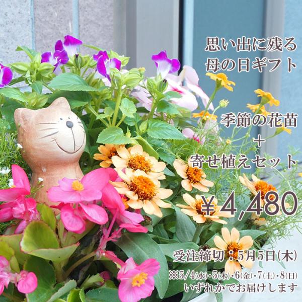 母の日 プレゼント 季節の花苗 カーネーション入り 12ポット 寄せ植えセット 5月12日 フラワーギフト 送料無料 沖縄 離島を除く Buyee Buyee 日本の通販商品 オークションの代理入札 代理購入