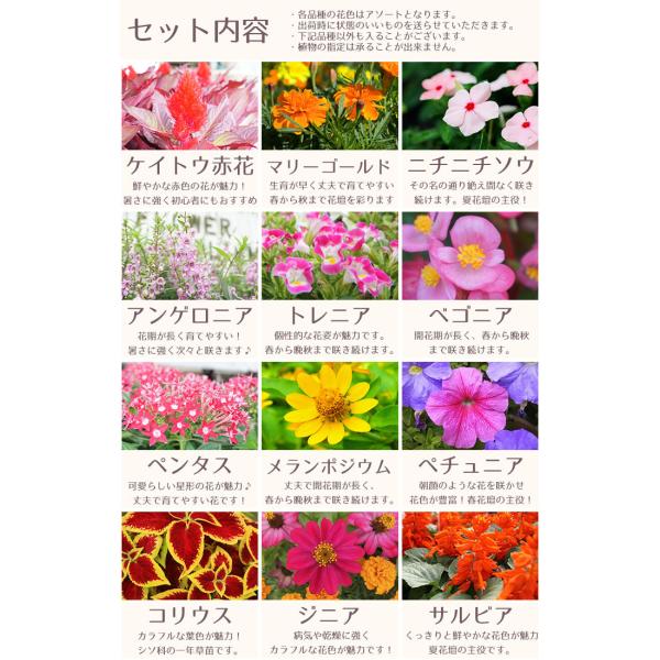 花苗 春 夏 セット 12ポット 寄せ植えセット おしゃれな寄せ植えが簡単に作れます 送料無料 沖縄 離島を除く Buyee Buyee 日本の通販商品 オークションの代理入札 代理購入