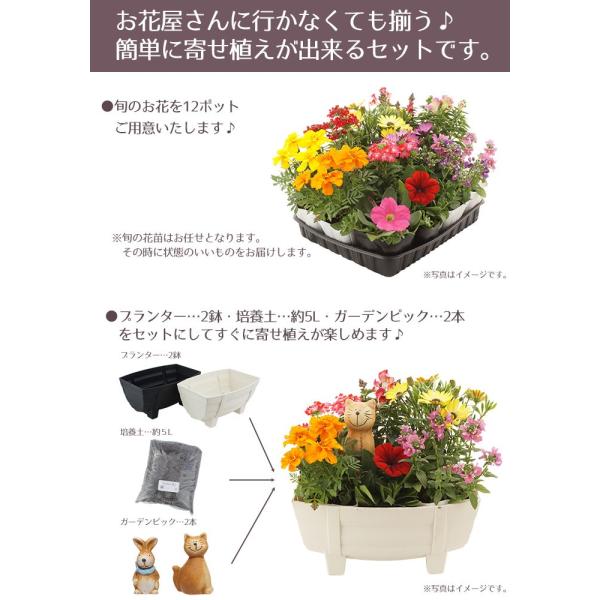 花苗 秋 セット 12ポット 寄せ植えセット おしゃれな寄せ植えが簡単に作れます 送料無料 沖縄 離島を除く Buyee Buyee 日本の通販商品 オークションの代理入札 代理購入