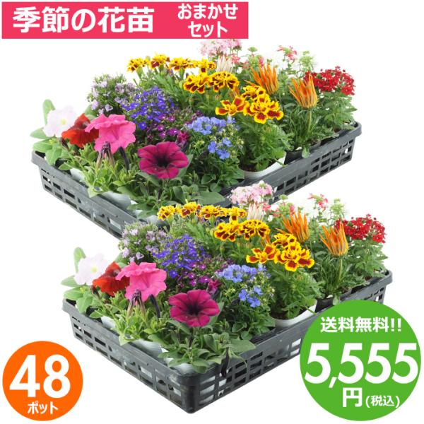 元気でフレッシュな花苗を取り揃えました。花壇や寄せ植えが色鮮やかに出来上がります。※基本的には6品種×8ポット、計48ポットのお任せセットとなります。