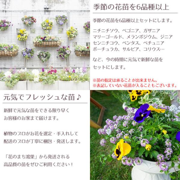 花苗 春 夏 セット ガーデニングに最適です 季節の花苗おまかせ96ポット 送料無料 沖縄 離島を除く Buyee Buyee Japanese Proxy Service Buy From Japan Bot Online