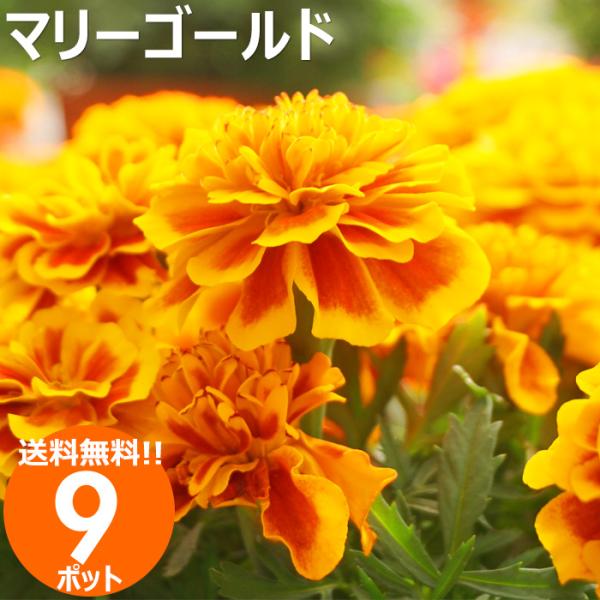 花苗 夏 セット マリーゴールド 苗 ９ポット ガーデニングに最適です 送料無料 沖縄 離島を除く Buyee Buyee 提供一站式最全面最专业现地yahoo Japan拍卖代bid代拍代购服务 Bot Online