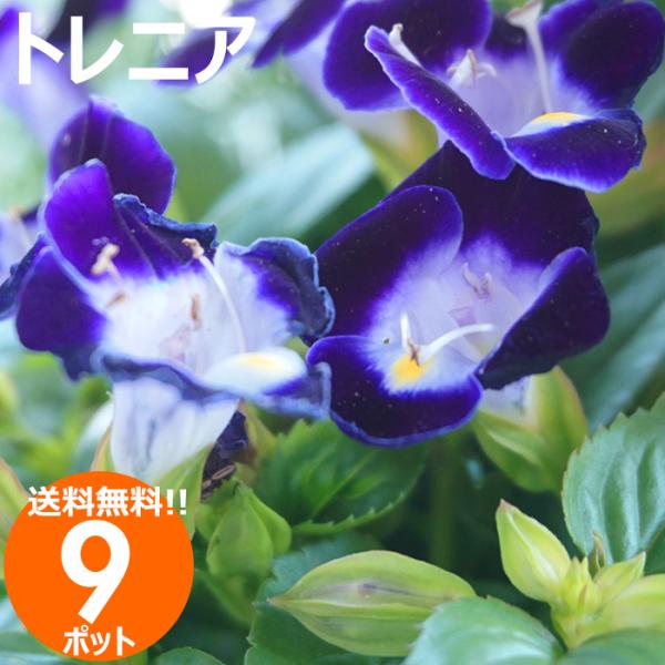 花苗 夏 トレニア 苗 花色おまかせ9ポットセット ガーデニングに最適です 送料無料 沖縄・離島を除く