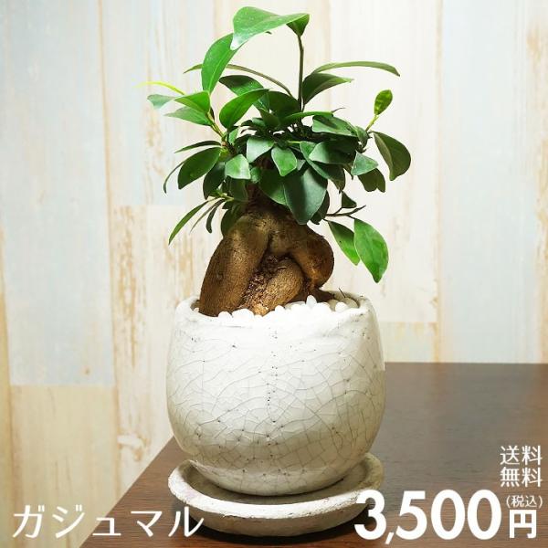 送料無料 観葉植物 小型 おしゃれな室内インテリア ガジュマル 陶器鉢 Buyee Buyee Japanese Proxy Service Buy From Japan Bot Online