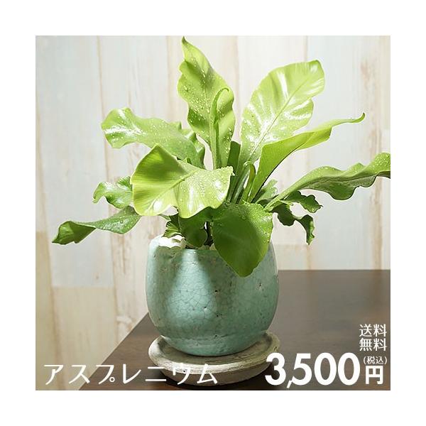 送料無料 観葉植物 小型 おしゃれな室内インテリア アスプレニウム 陶器鉢 Buyee Buyee 提供一站式最全面最專業現地yahoo Japan拍賣代bid代拍代購服務 Bot Online