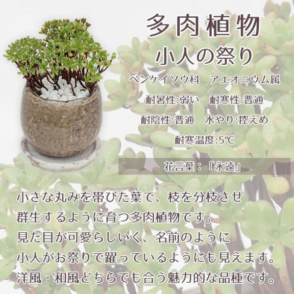 送料無料 観葉植物 小型 おしゃれな室内インテリア 小人の祭り 陶器鉢 Buyee Buyee Japanese Proxy Service Buy From Japan Bot Online