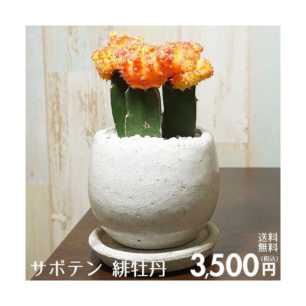 送料無料 観葉植物 小型 おしゃれな室内インテリア サボテン緋牡丹 陶器鉢 Kanyo Gi 11 Style1187 通販 Yahoo ショッピング