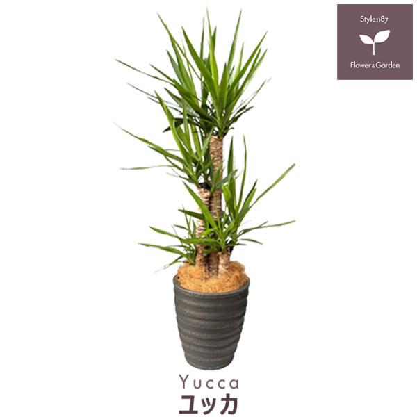 観葉植物 ユッカ 樹脂鉢カバー ブラック 大型 インテリア ギフト 青年