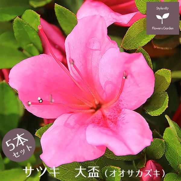 サツキツツジ 苗 大盃 5本セット 送料無料 植木 庭木 常緑 低木