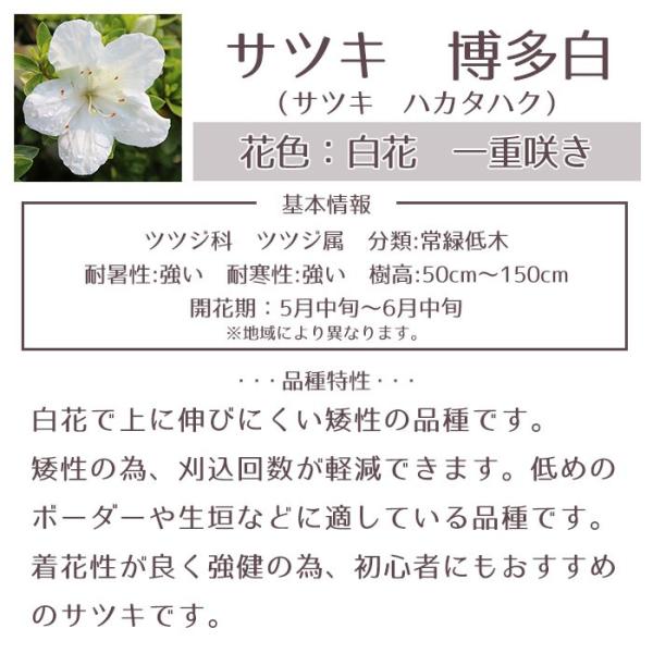 サツキツツジ 苗 博多白 5本セット 送料無料 植木 庭木 常緑 低木 Buyee Buyee 日本の通販商品 オークションの代理入札 代理購入