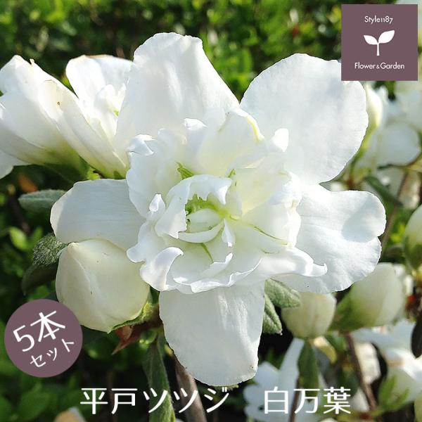 品名：平戸ツツジ　白万葉花色：白花　八重咲き科：ツツジ科属：ツツジ属分類：常緑低木耐暑性：強い耐寒性：強い樹高：50cm〜150cm開花期：4月中旬特性：平戸ツツジは葉が紅葉することなく一年中葉が緑色の品種です。着花性が良くボリュームのある...