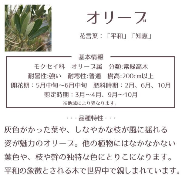 庭木 常緑樹 オリーブ おしゃれな 鉢植え グレー Buyee Buyee Japanese Proxy Service Buy From Japan Bot Online