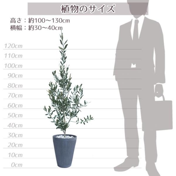 庭木 常緑樹 オリーブ おしゃれな 鉢植え グレー Buyee Buyee 日本の通販商品 オークションの入札サポート 購入サポートサービス