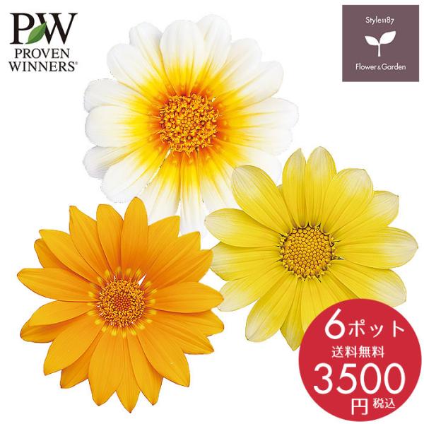 予約商品 花苗 春 ガザニア ガザニア6ポットセット 送料無料 沖縄 離島を除く Buyee Buyee บร การต วกลางจากญ ป น ซ อจากประเทศญ ป น