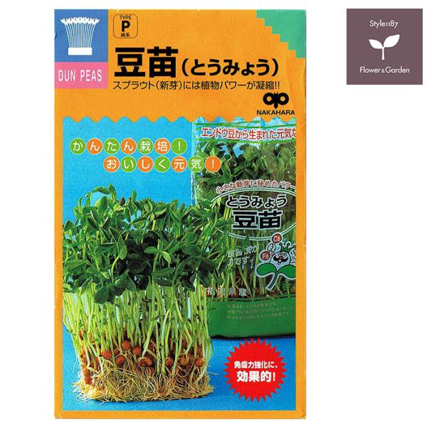 中国野菜として有名な豆苗だが、じつはエンドウ豆（グリンピース）のスプラウト。カロチン、ビタミンC、食物繊維が豊富で、免疫力を強化。収穫まで10〜14日。