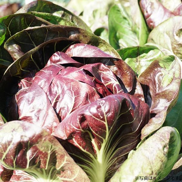 1000円ポッキリ 野菜のタネ ラディキオセット イタリアの珍しい野菜のタネ3種類を送料無料でお届け Buyee Buyee 提供一站式最全面最专业现地yahoo Japan拍卖代bid代拍代购服务 Bot Online