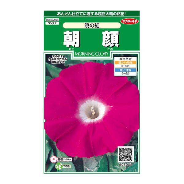 花径18cm前後にもなる迫力満点の超巨大輪暁シリーズ。つるがあまり伸びないので、あんどん仕立てに向いています。花色は鮮やかな濃紅色、葉はセミ葉で涼しげな斑入りです。